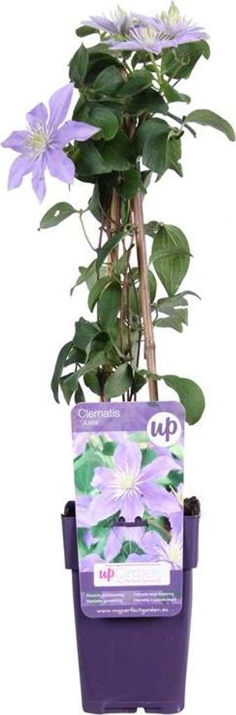 Clematis ‘Justa’ Waldrebe – winterharte, robuste Kletterpflanze, 30–50 cm, ideal für Garten & Balkon