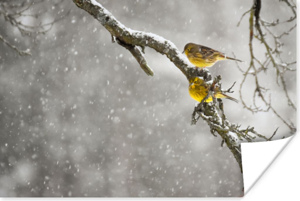 MuchoWow Poster Goldammer - Schnee - Vogel 90x60 cm - Schlafzimmer