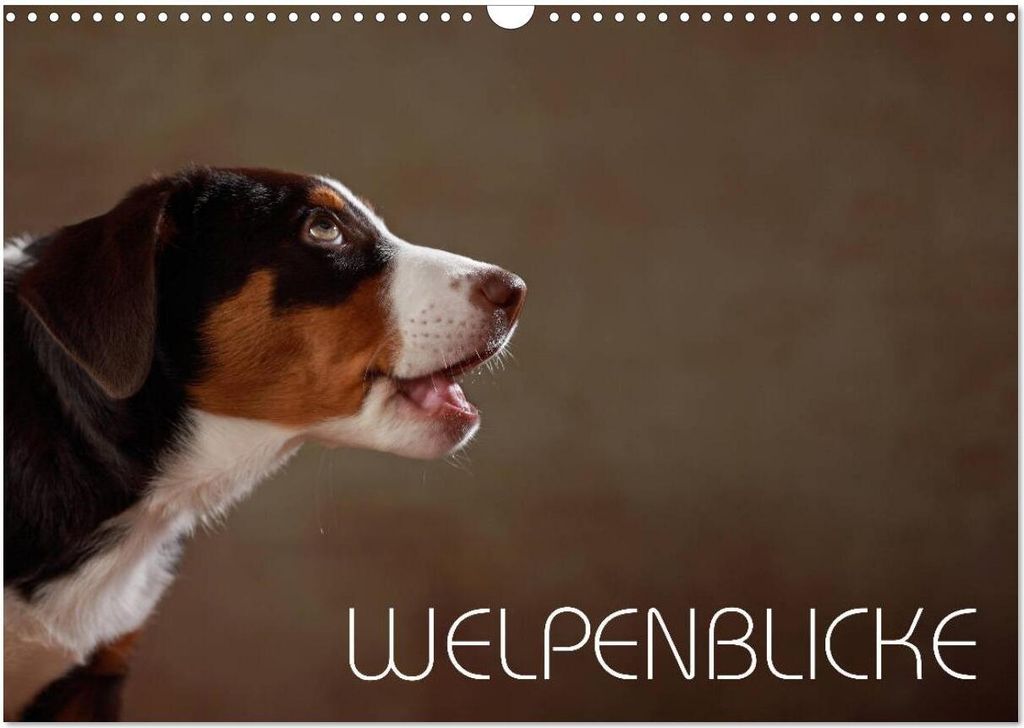Welpenblicke (Wandkalender 2026 DIN A3 quer), CALVENDO Monatskalender