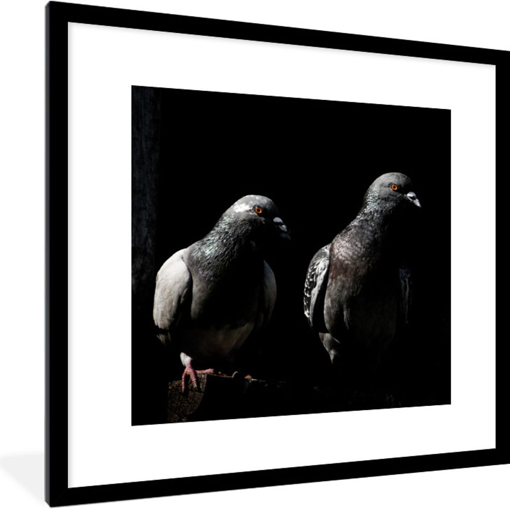 MuchoWow Gerahmtes Poster Zwei schöne Tauben auf schwarzem Hintergrund 40x40 cm - Poster mit Schwarzem Bilderrahmen Wandposter Rahmen Foto Bilde...