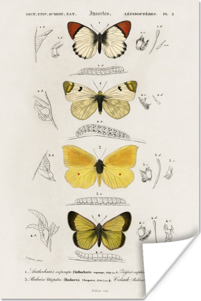 MuchoWow Poster Schmetterling - Vintage - Insekten 120x180 cm - Kunstposter