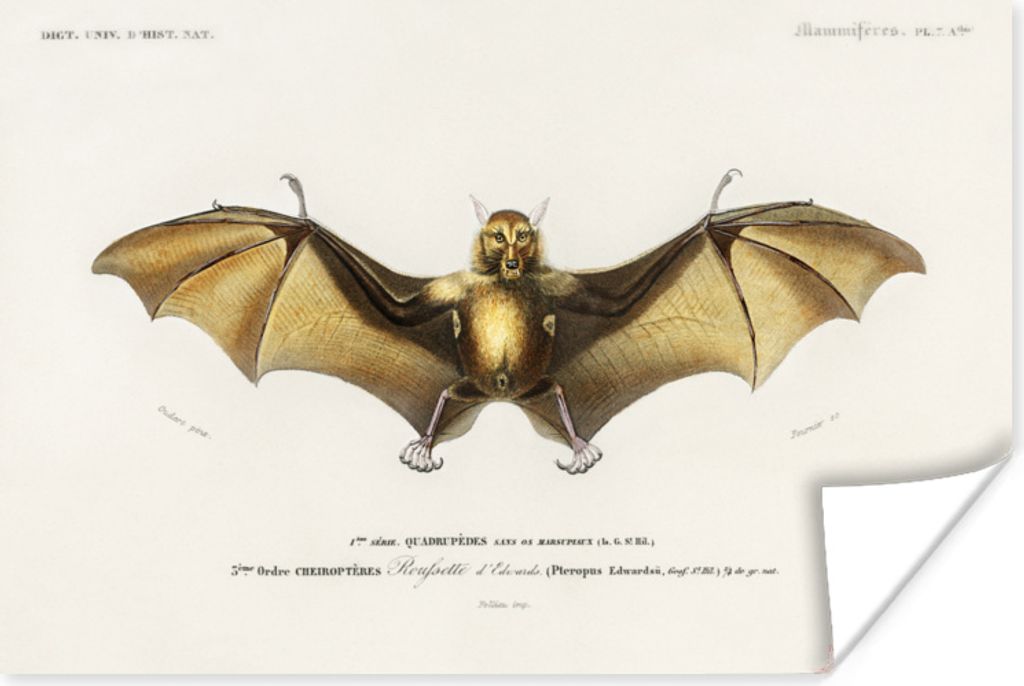 MuchoWow Poster Vintage - Fledermaus - Tier 120x80 cm - Bilder