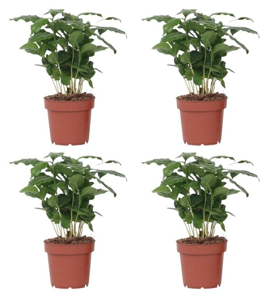 Kawowiec - 4 szt - Coffea arabica - Wysokość 25-40cm - Zdjęcie produktu 