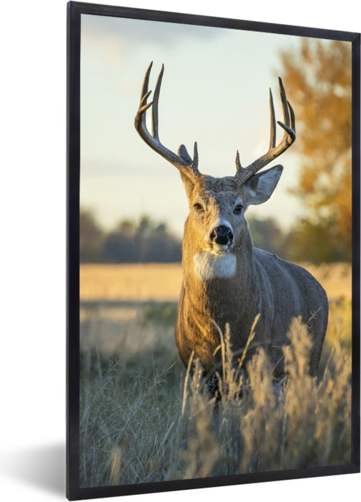 MuchoWow Gerahmtes Poster Hirsche - Gras - Herbst - Geweih - Natur - Tiere 40x60 cm - Poster mit Schwarzem Bilderrahmen Wandposter Rahmen Foto Bi...