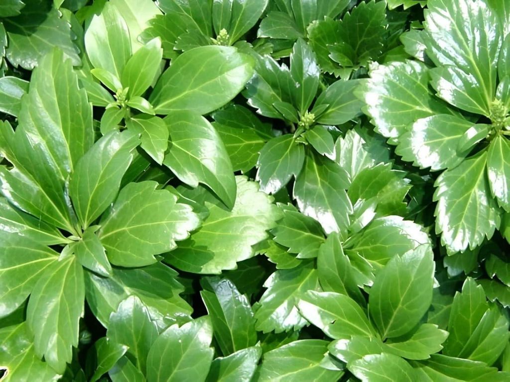 Stauden Gänge 100 x Pachysandra terminalis 'Green Sheen' - Dickmännchen - Glänzende Eleganz für schattige Beete - Laubschlucker - Bodendecker