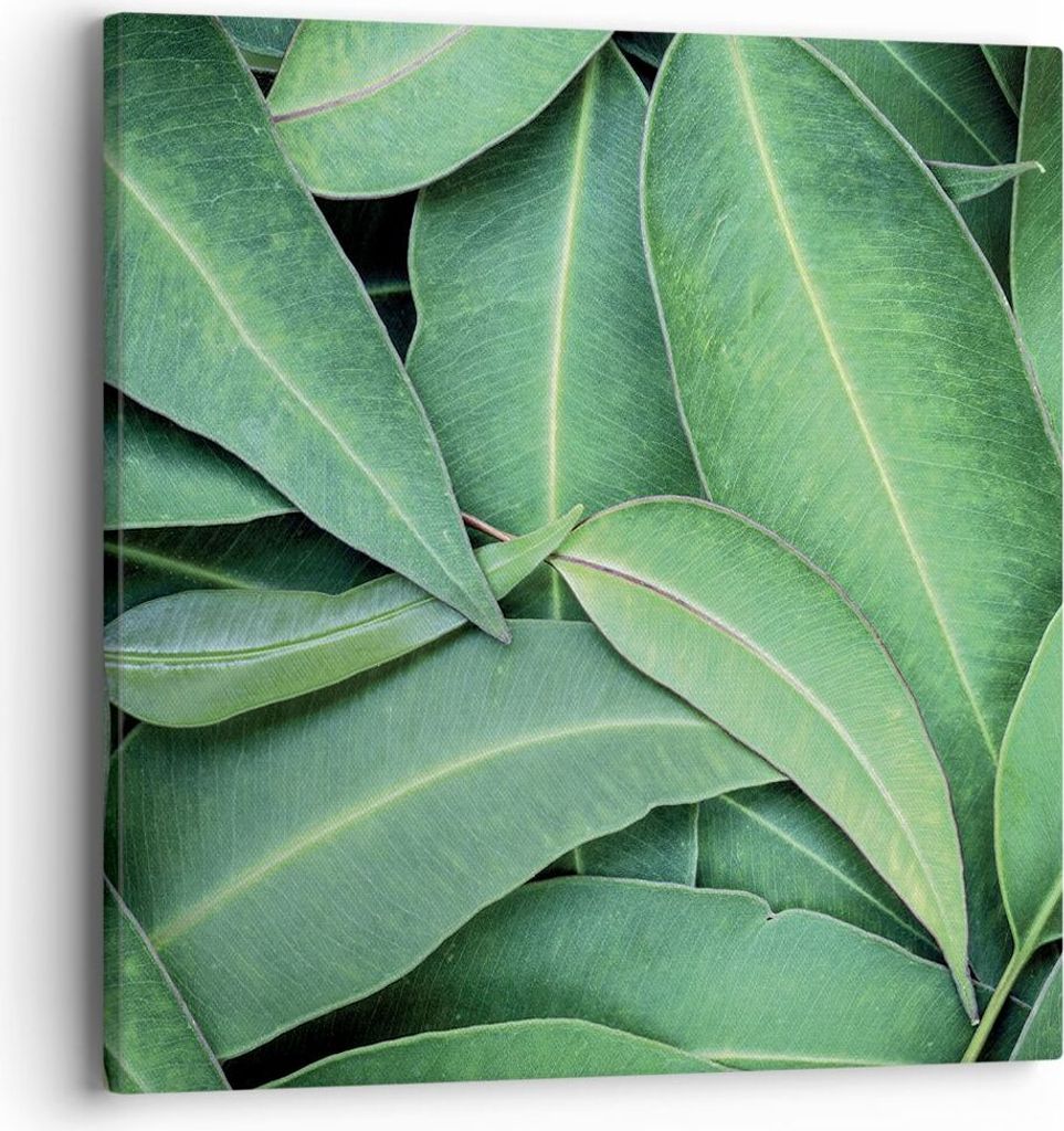 Bild auf Leinwand - Leinwandbild - Einteilig - Blätter Eukalyptus Natur - 40x40cm - Wand Bild - Wanddeko - Wandbilder - Leinwanddruck - Bilder - W...