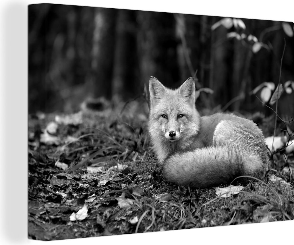 MuchoWow - Leinwandbilder - Ruhender Fuchs - schwarz und weiß, Wandbild, Wanddeko Bilder Wohnzimmer, 90x60 cm