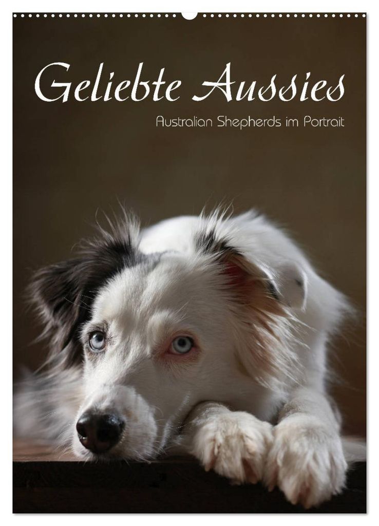 Geliebte Aussies - Australian Shepherds im Portrait (Wandkalender 2027 DIN A2 hoch), CALVENDO Monatskalender
