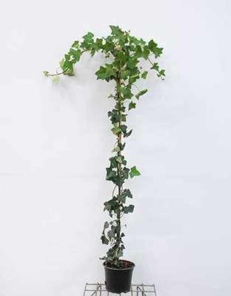 Hedera hibernica - Irische Efeu 125-150 cm | Topf