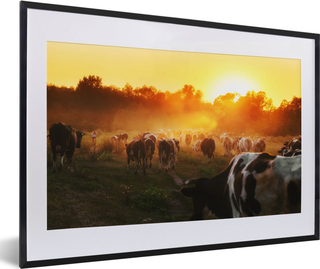 MuchoWow Gerahmtes Poster Kühe - Sonnenuntergang - Wiese - Tiere 60x40 cm - Poster mit Schwarzem Bilderrahmen Wandposter Rahmen Foto Bilder - Sc...