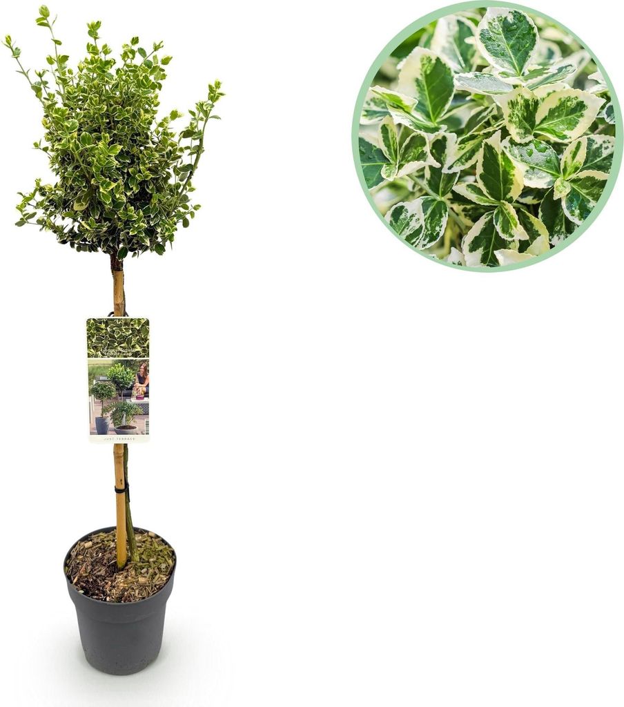 Euonymus fortunei ‘Emerald Gaiety’ – Stamm-Pflanze – Immergrün & winterhart – für Terrasse, Balkon & Garten – pflegeleicht – Ø19cm...