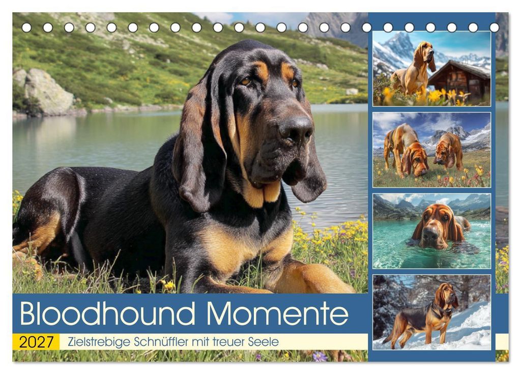 Bloodhound Momente. Zielstrebige Schnüffler mit treuer Seele (Tischkalender 2027 DIN A5 quer), CALVENDO Monatskalender