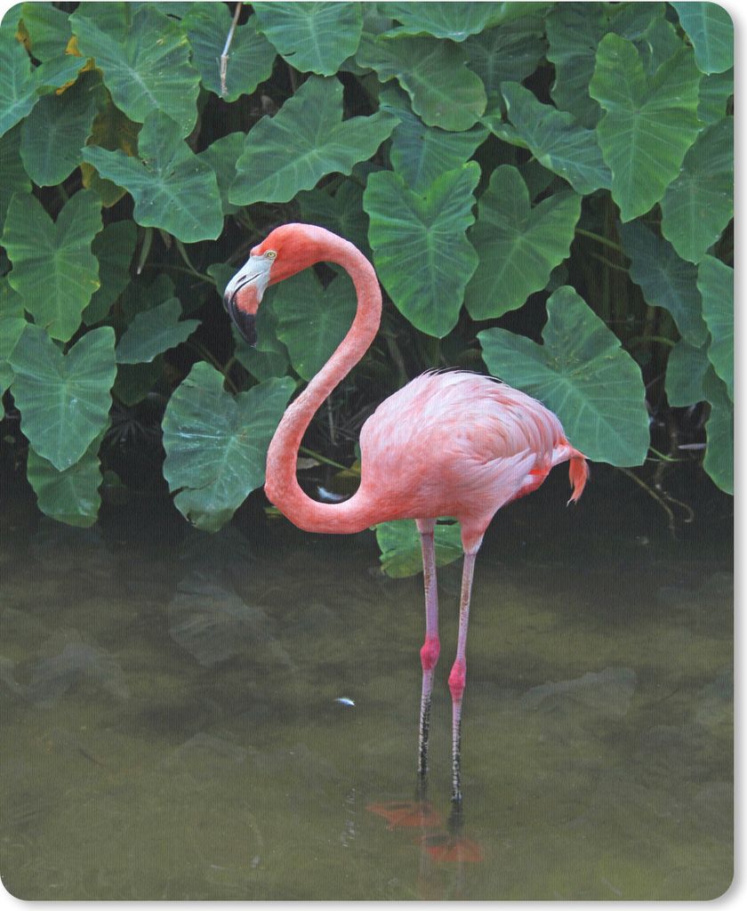 MuchoWow Mauspad Mousepad Ein Flamingo steht im seichten Wasser 19x23 cm - Mousepads - Maus Mat - Pad - Mausunterlage - Mauspads - Spielen