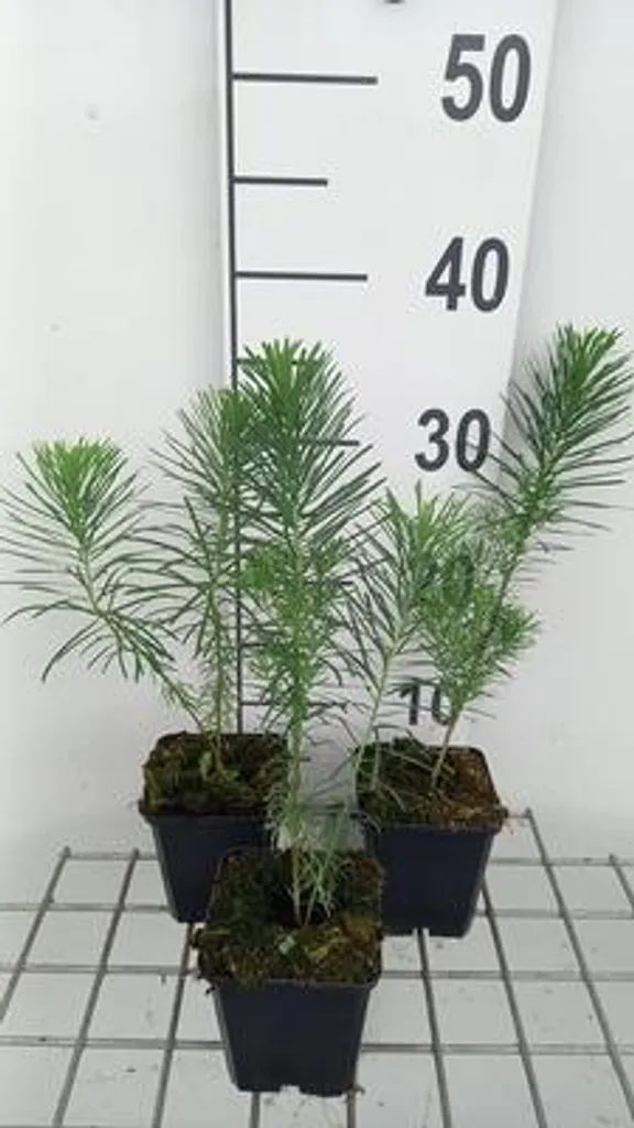 Euphorbia Betten Loup de Mer : feuillage fin et fleurs jaune acide x6