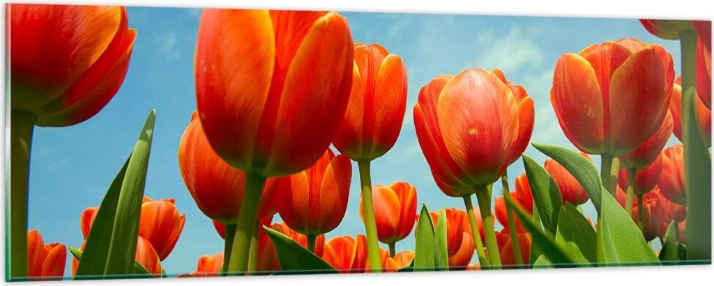 Bilder auf glas - Tulpe Blume blauer Himmel - 90x30cm - Glasbilder - Wandbilder - Kunstdruck - zum Aufhängen bereit - Wanddekoration aus Glas - Gl...