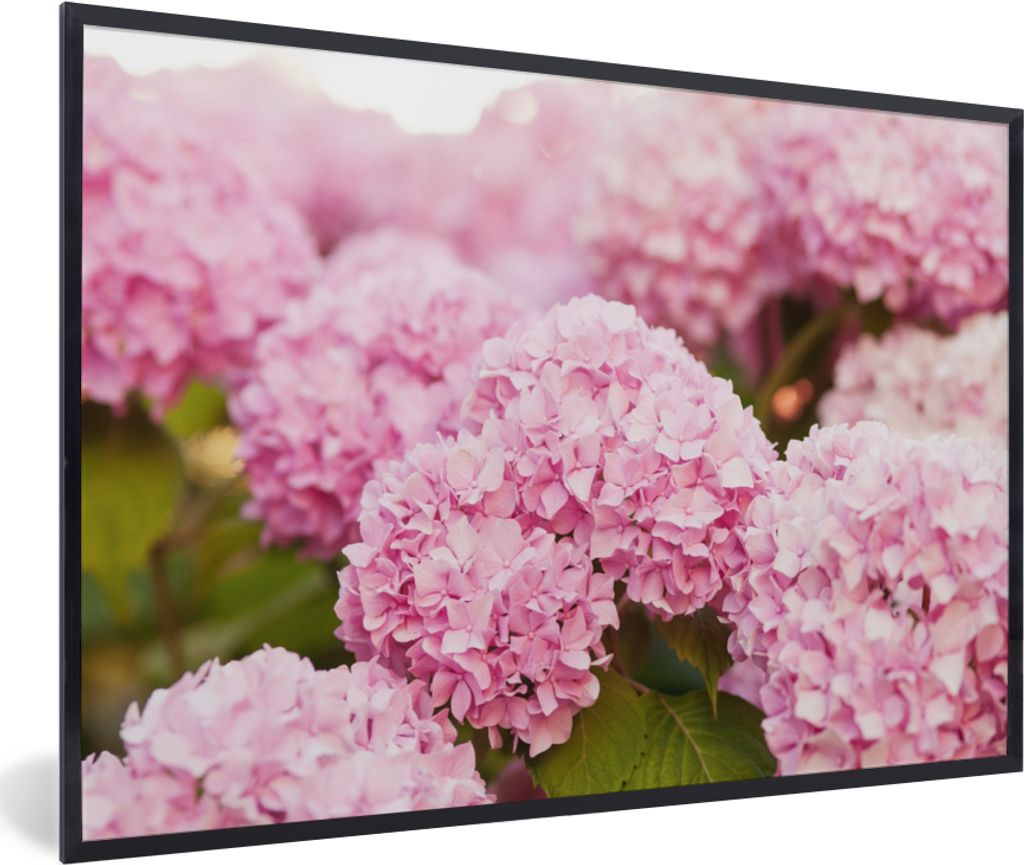 MuchoWow Gerahmtes Poster Busch - Blumen - Rosa - Hortensie 90x60 cm - Poster mit Schwarzem Bilderrahmen Wandposter Rahmen Foto Bilder - Fotorahm...
