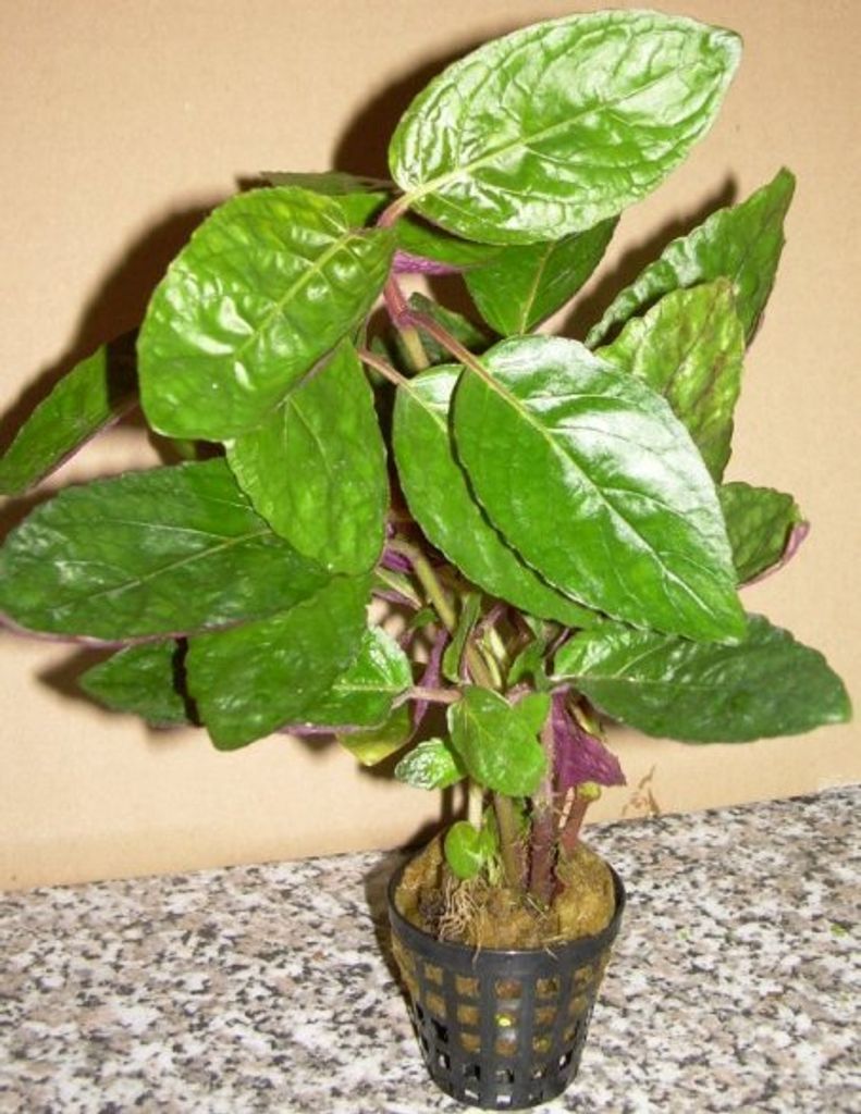 3 Töpfe Hemigraphis species, farbige Sumpfpflanze