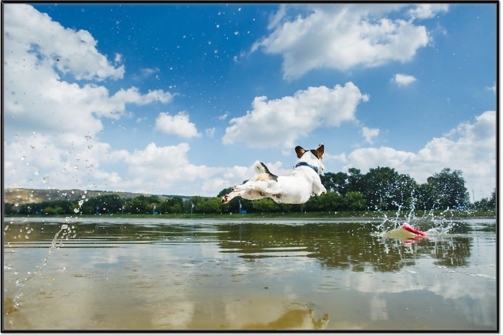Wallario Wandbild Jack Russel Terrier im Wasser, Größe: 61 x 91,50 cm, Poster mit schwarzem Aluminiumrahmen