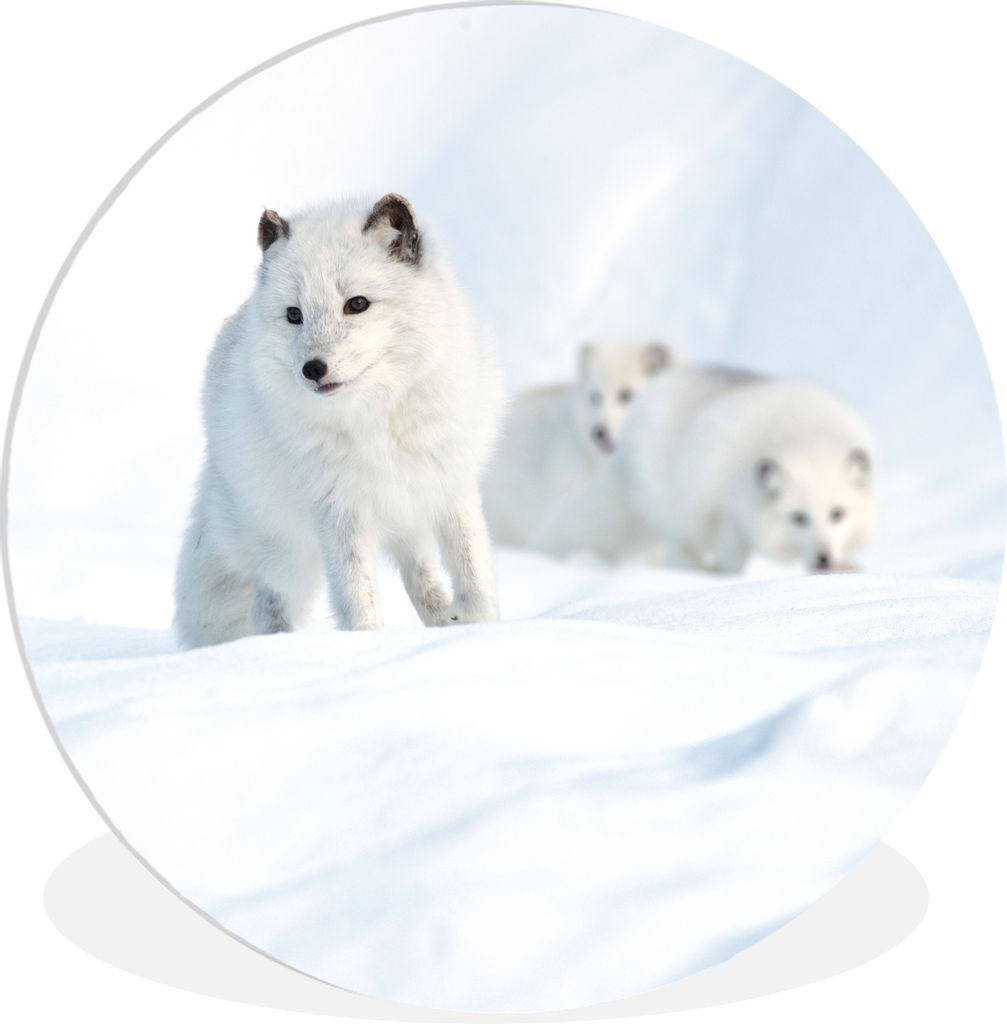 MuchoWow Rundes Wandbild - Runde Bilder Polarfüchse - Schnee - Tiere Ø 60 cm Kreis Wanddekoration Kunststoff - Wandkreis - Wandschmuck - Wand K...