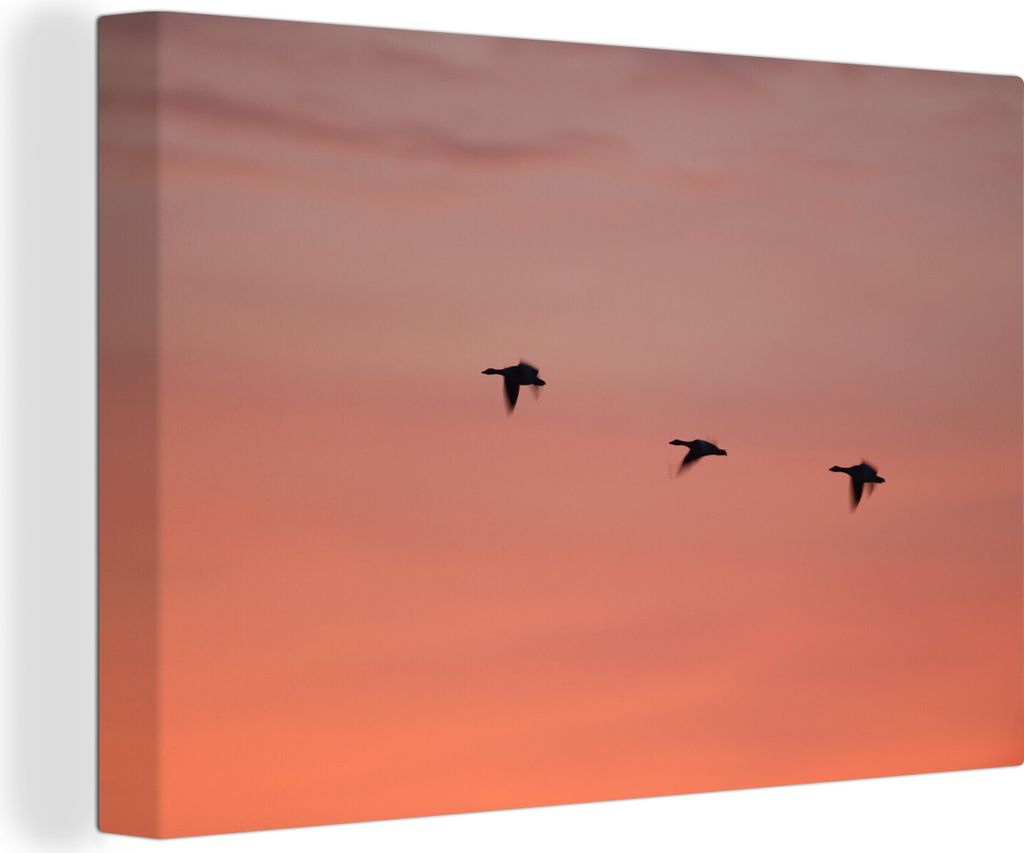 OneMillionCanvasses - Leinwandbilder - 140x90 cm, Gänse - Himmel - Rot, Wandbilder Kunstdruck Wanddekoration - Foto auf Leinwand - Gemälde auf ...