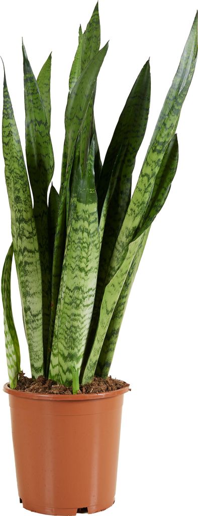 Bloomique - Sansevieria Zeylanica - Bogenhanf - Sukkulenten Produktbild 