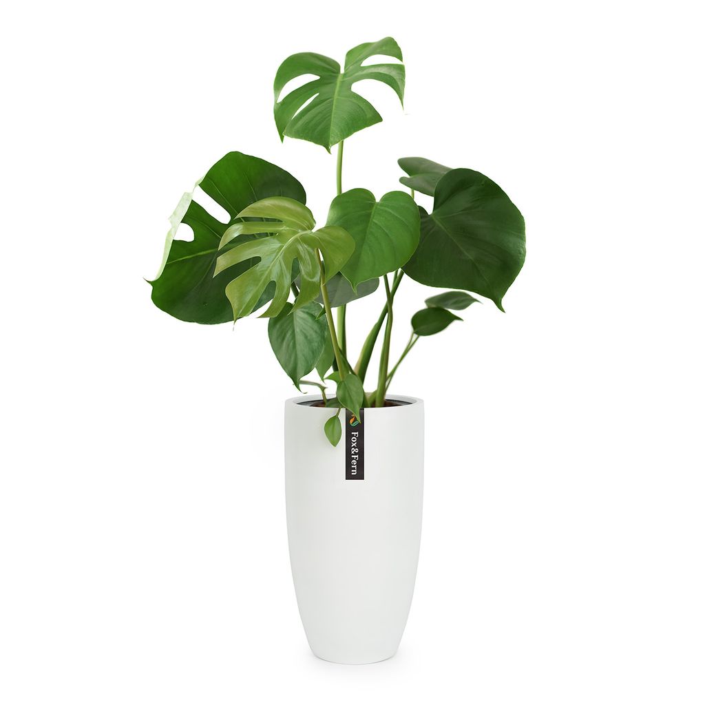 Fox & Fern Blumentopf mit Stopfen, Blumentopf Gross für Innen/Außen, Übertopf UV- & Frostbeständig, Polystone-Blumentöpfe Weiß, Blumentopf 40...