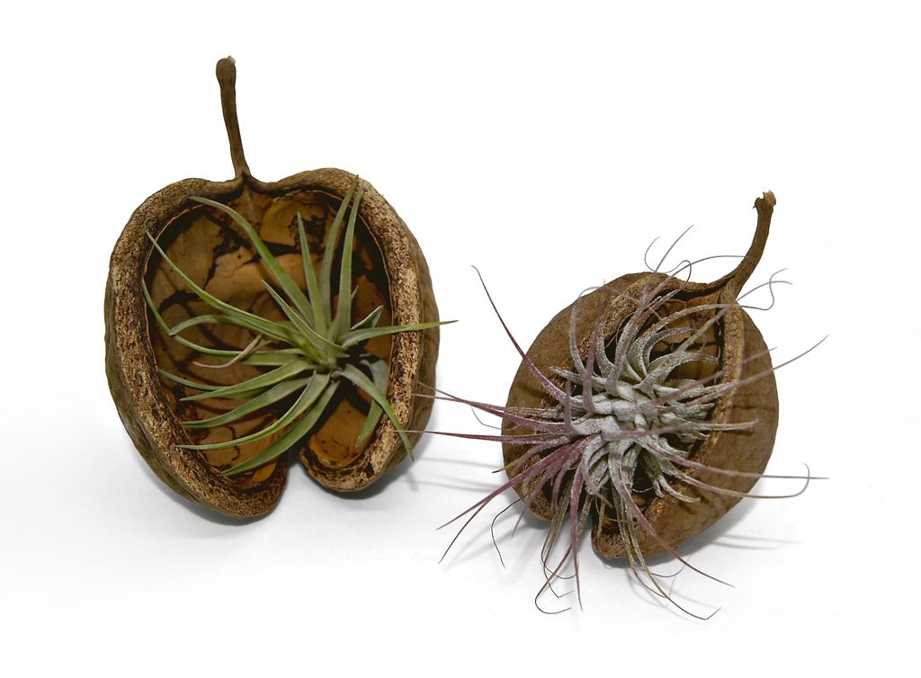 Exotische Pterygota alata Schale braun mit Tillandsie 2er Set