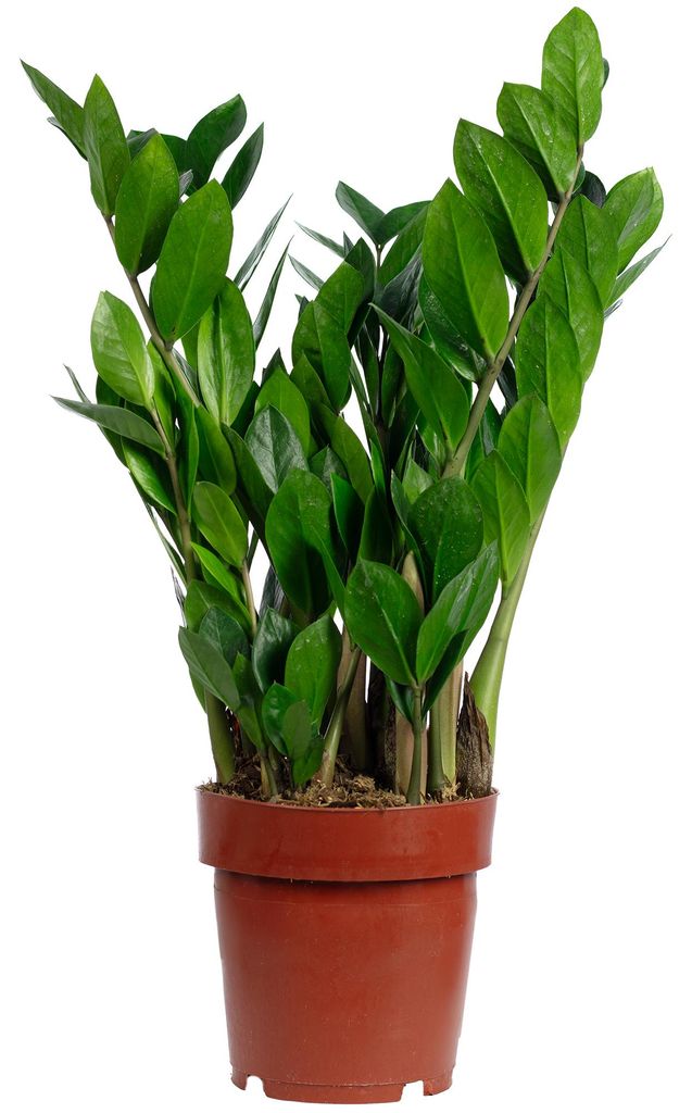 Glücksfeder (Zamioculcas) – Perfekt für Büro, Wohnung & Produktbild 
