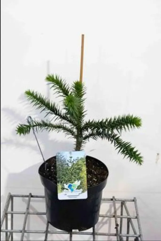Araucaria araucana pour Jardin Exotique - Sapin des Andes Pot 30-40 cm