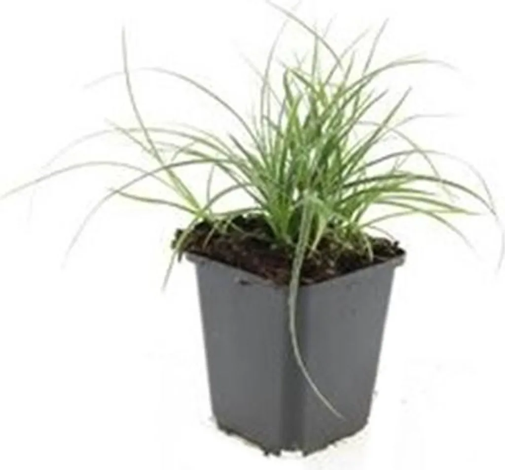 Luzule blanche - Luzula nivea - Herbe d'ornement en pot 9cm - Set de 12