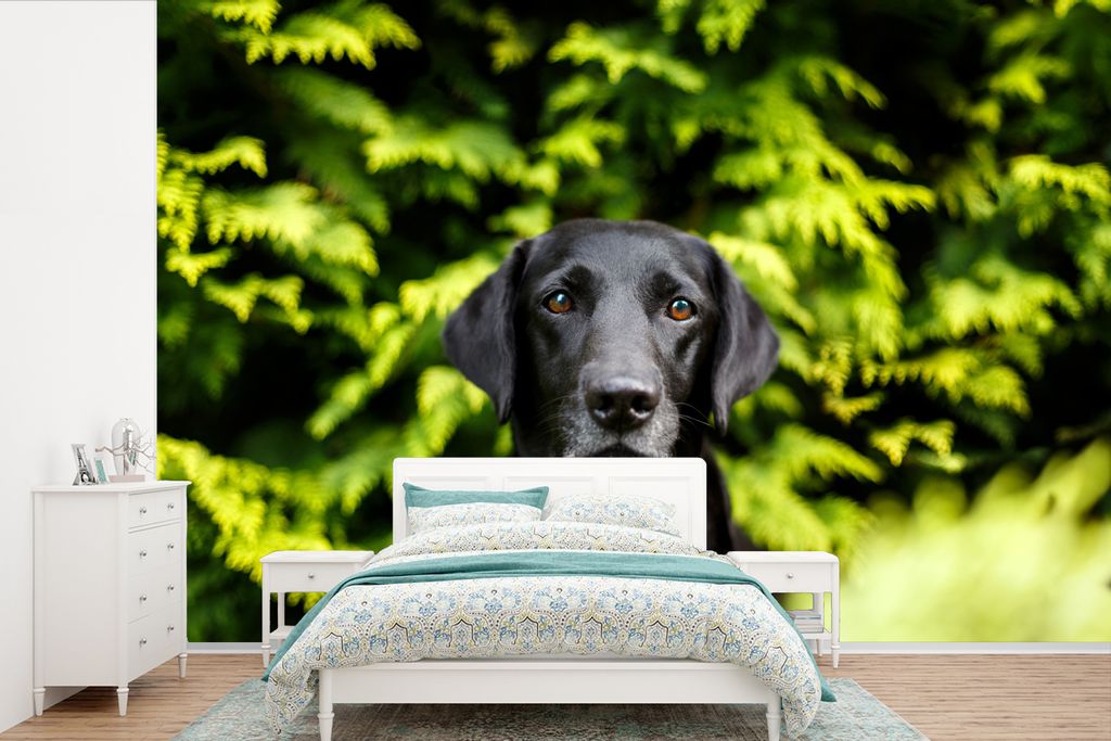 MuchoWow Fototapete für Wohnzimmer oder Schlafzimmer Wandtapete Vinyl Motivtapete Ein schwarzer Labrador Retriever inmitten der grünen Blätter...