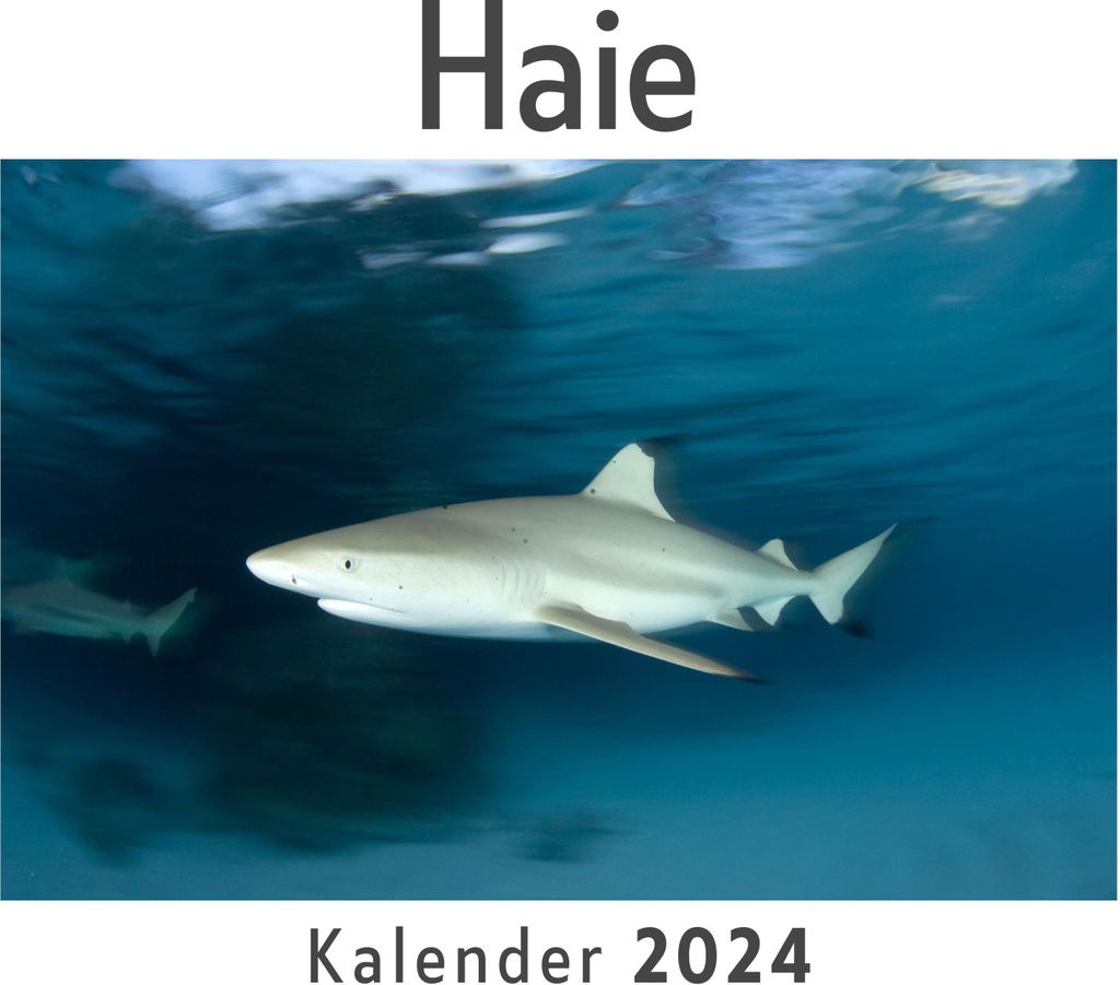 Haie (Wandkalender 2024, Kalender DIN A4 quer, Monatskalender im Querformat mit Kalendarium, Das perfekte Geschenk)
