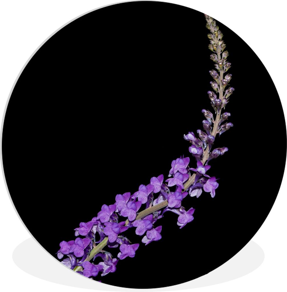 MuchoWow Rundes Wandbild - Runde Bilder Einzelner lila Lavendel auf schwarzem Hintergrund Ø 60 cm Kreis Wanddekoration Kunststoff - Wandkreis - ...