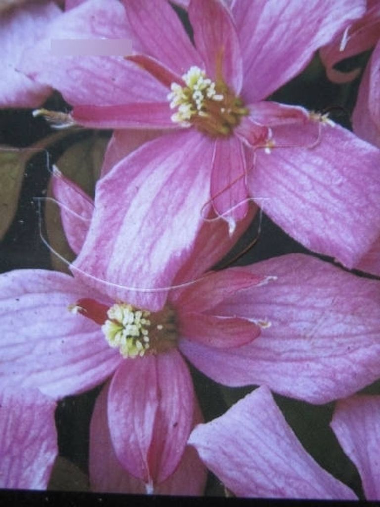 Clematis montana Pink Starlight - Berg-Waldrebe Pink Starlight