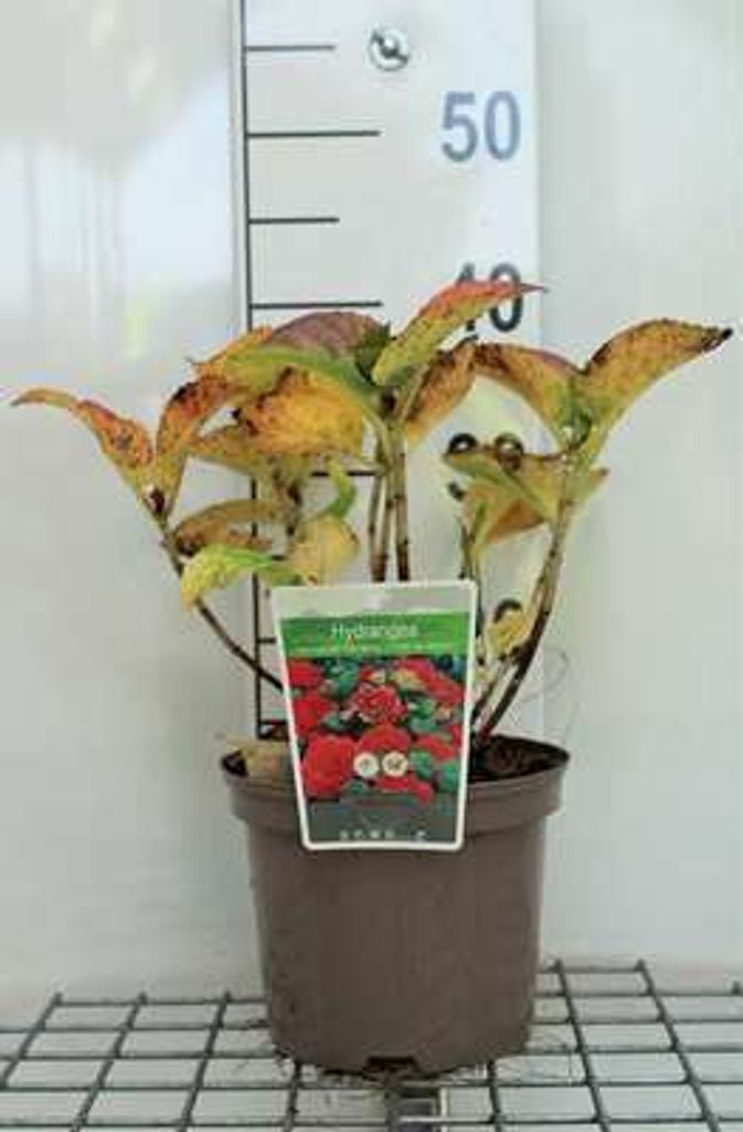 Hydrangea macr. 'Red Baron' ( 'sch. bautznerin') - Produktbild 