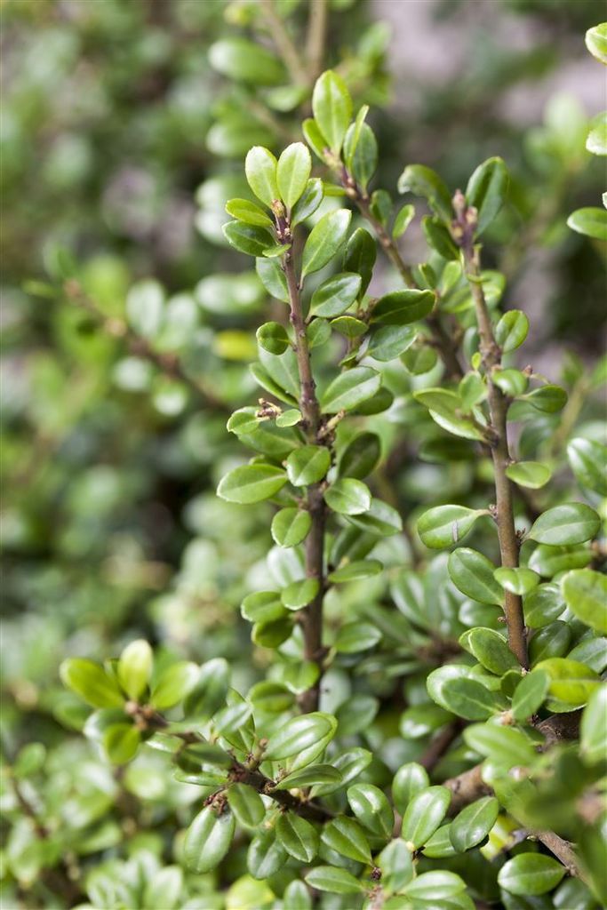 Ilex crenata 'Fructu Luteo', Japanische Stechpalme, gelbe Beeren, 20–25 cm