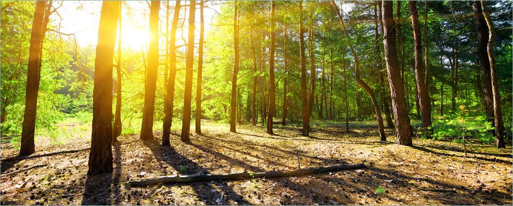 Wallario selbstklebendes Poster - Sonnenstrahlen tief hinter dem Wald, Größe: 50 x 125 cm