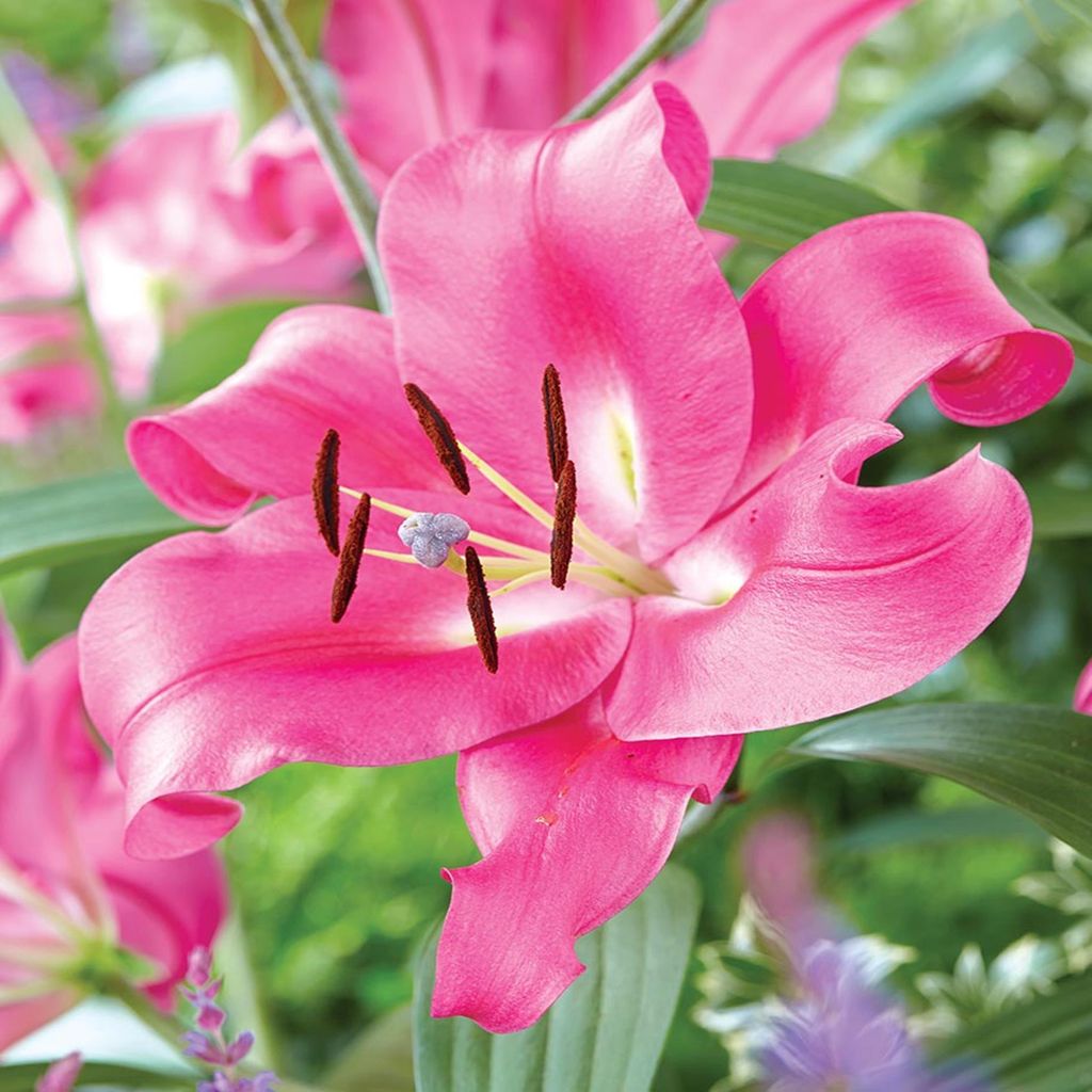 Lilie Blumenzwiebeln Zwiebeln Blumen Trumpetenlilie Robina Produktbild 