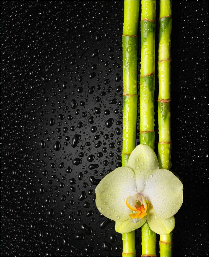 Wallario Magnet für Kühlschrank / Geschirrspüler, magnetisch haftende Folie - 60 x 80 cm, Motiv: Grüne Orchidee mit Bambus auf schwarz - Regent...