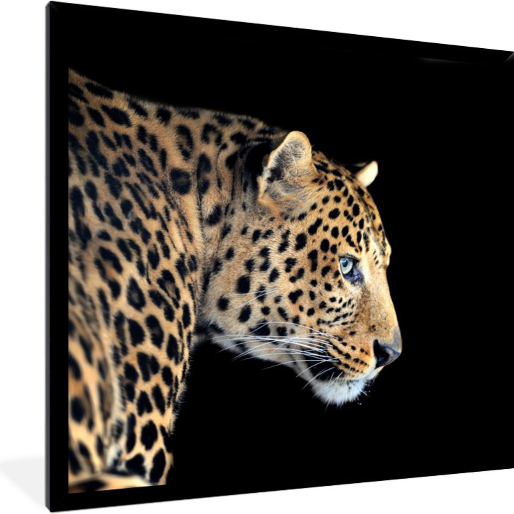MuchoWow Gerahmtes Poster Leopard - Tiere - Schwarz 40x40 cm - Poster mit Schwarzem Bilderrahmen Wandposter Rahmen Foto Bilder - Mit Rahmen - Wan...