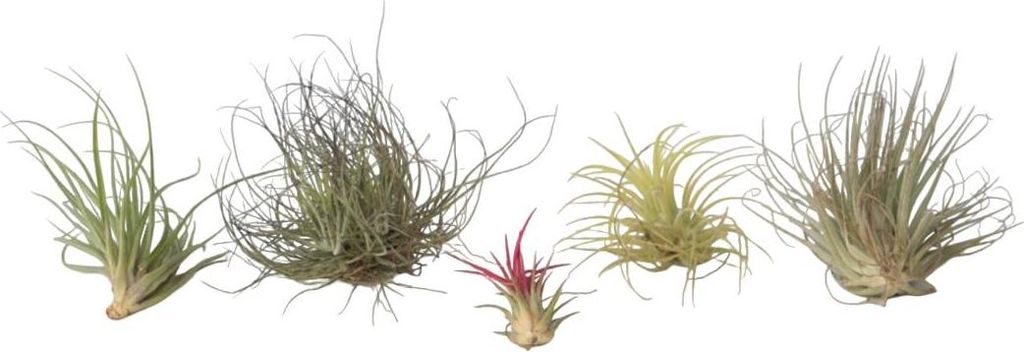 Oplątwa - 6 szt - Tillandsia - Wysokość 5-15cm - ⌀5cm Zdjęcie produktu 