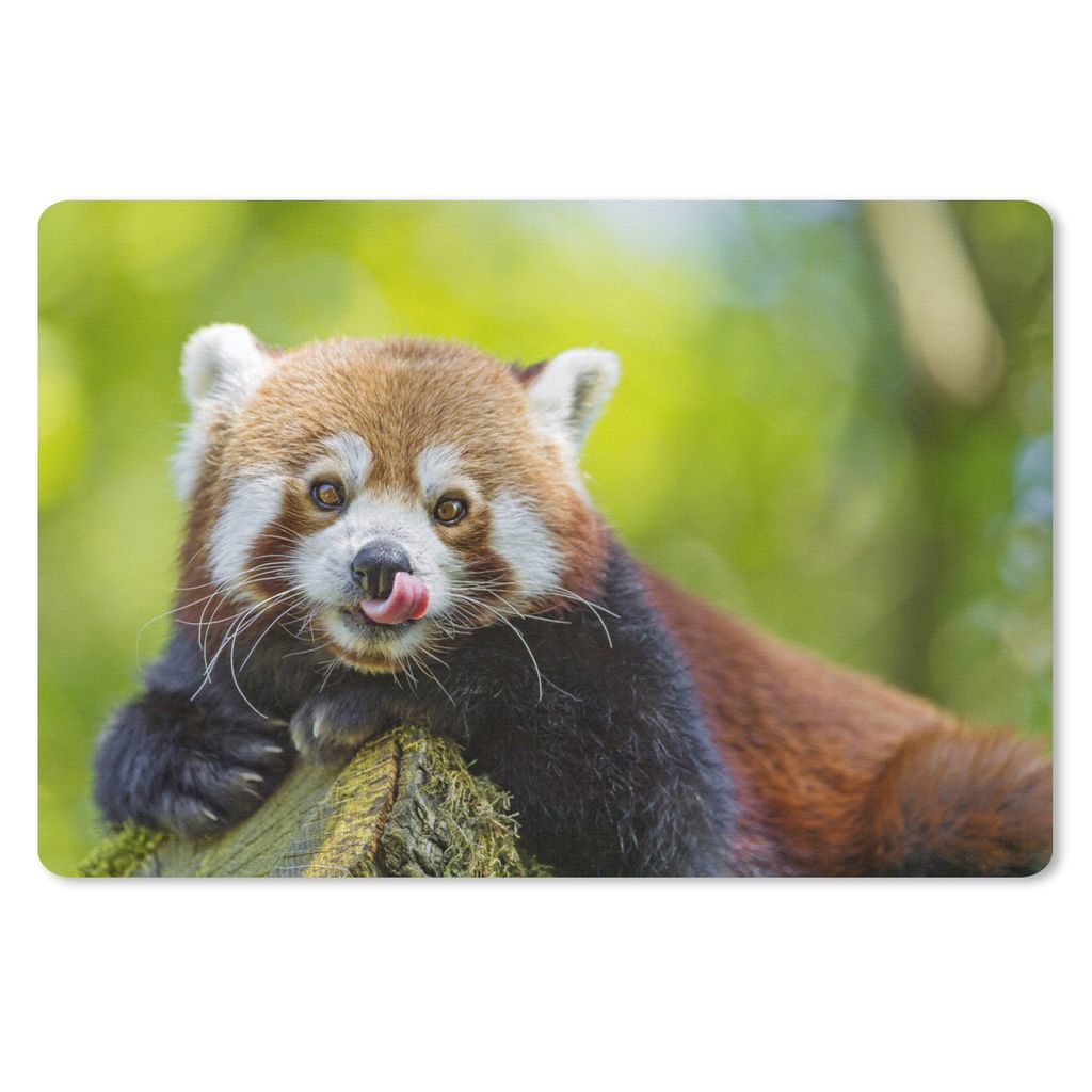 MuchoWow Schreibtischunterlage Roter Panda - Natur - Rüssel 60x40 cm - XXL Mauspad - Großes Mauspad