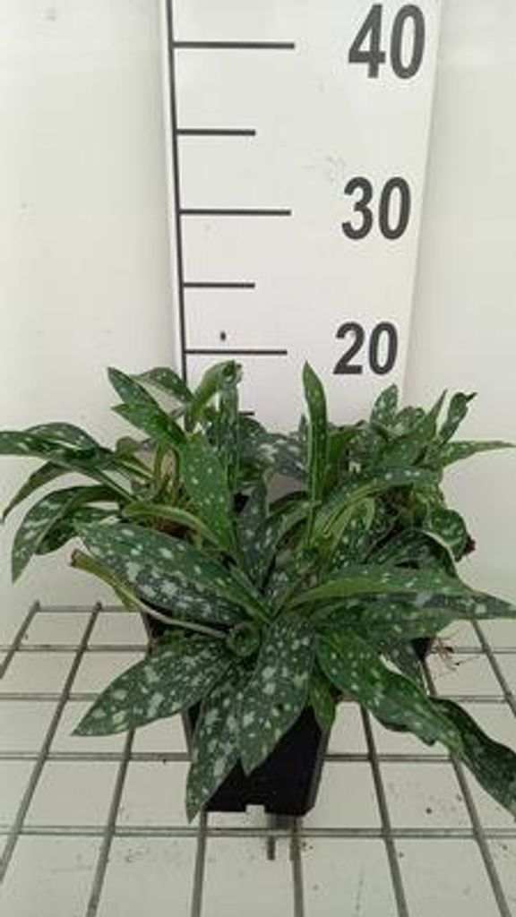 6 x Pulmonaria long. 'E.b. Anderson' - Braunelle - Topf 9 x 9 cm