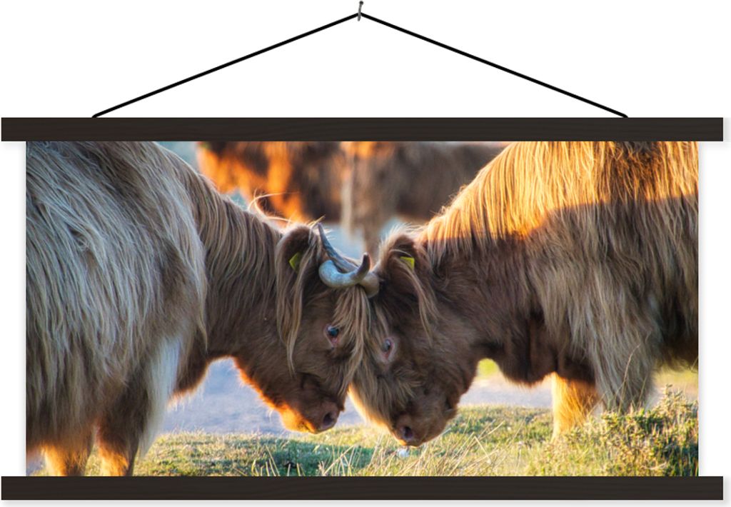 MuchoWow Textilposter Schottische Hochlandrind - Tiere - Sonne 90x45 cm mit schwarzem Rahmen - Klemmleisten