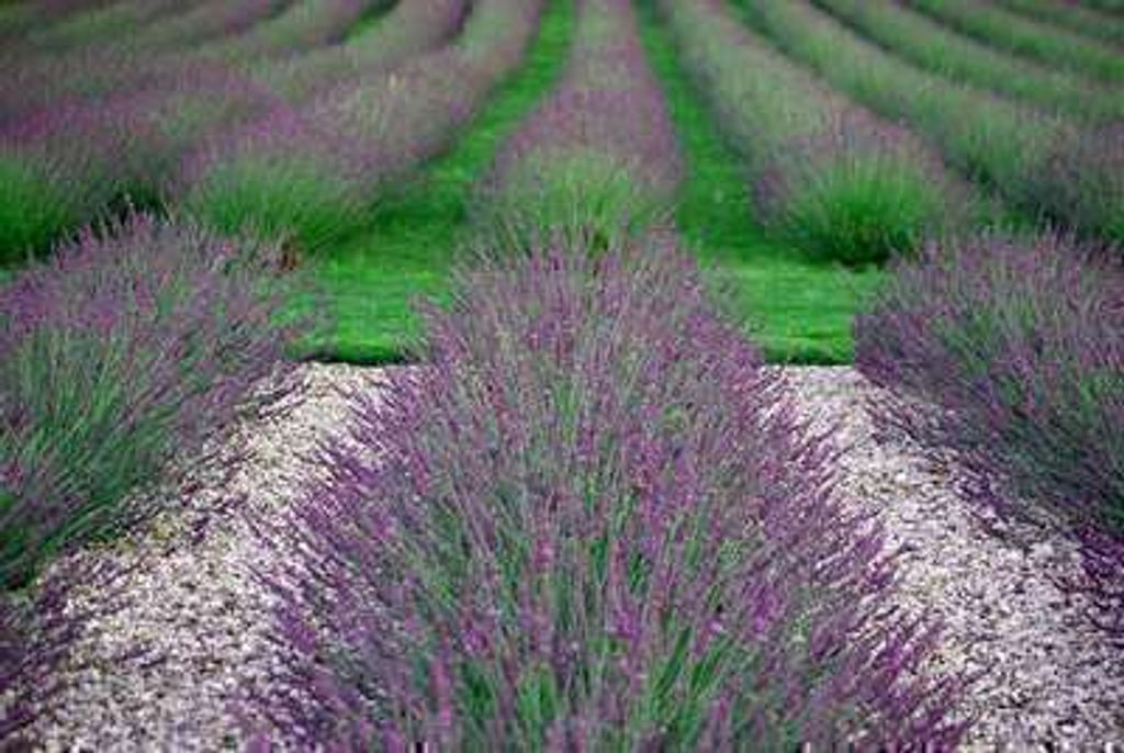 6 x Lavandula int. 'Phenomenal'® (niko) - Lavande - pot 9 x Image du produit 