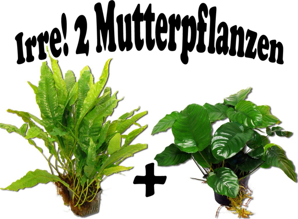 2 Mutterpflanzen im Set: Anubias barteri + Javafarn