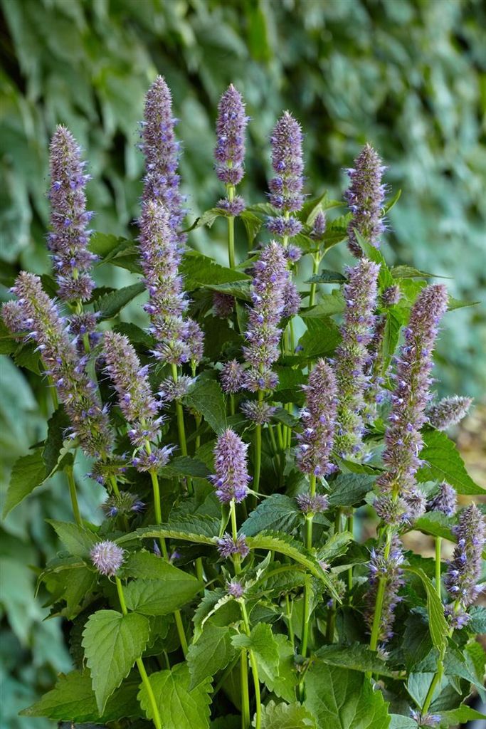 Agastache foeniculum 'Purple Haze', Duftnessel, violett, ca. 11x11 cm Topf