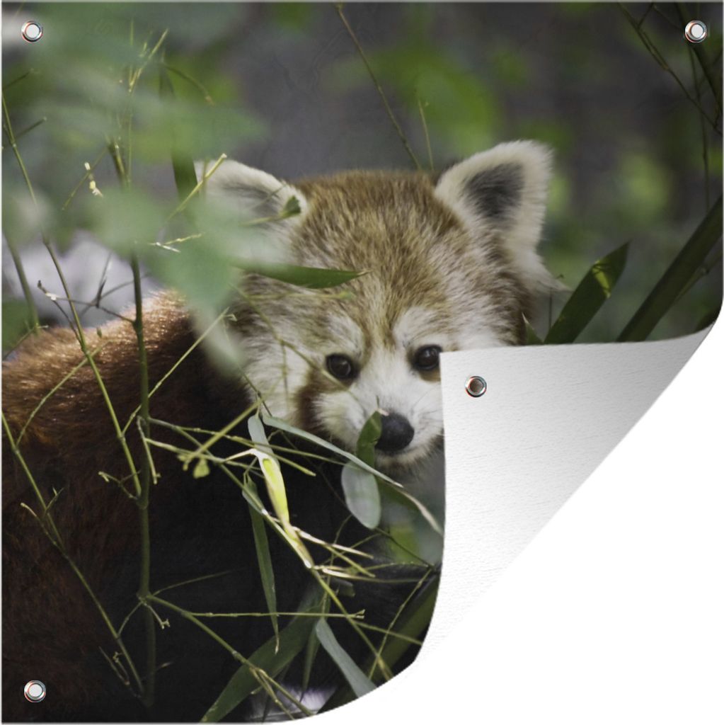 MuchoWow 50x50 cm Outdoor-Poster Gartendeko Sichtschutz Garten Poster für den Garten Roter Panda - Zweige - Grün