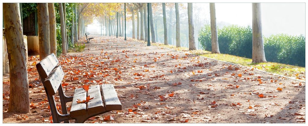 Wallario Wandbild aus Acryl, 200 x 80 cm, freischwebende Optik - Einsame Parkbank an einer Allee - Herbststimmung