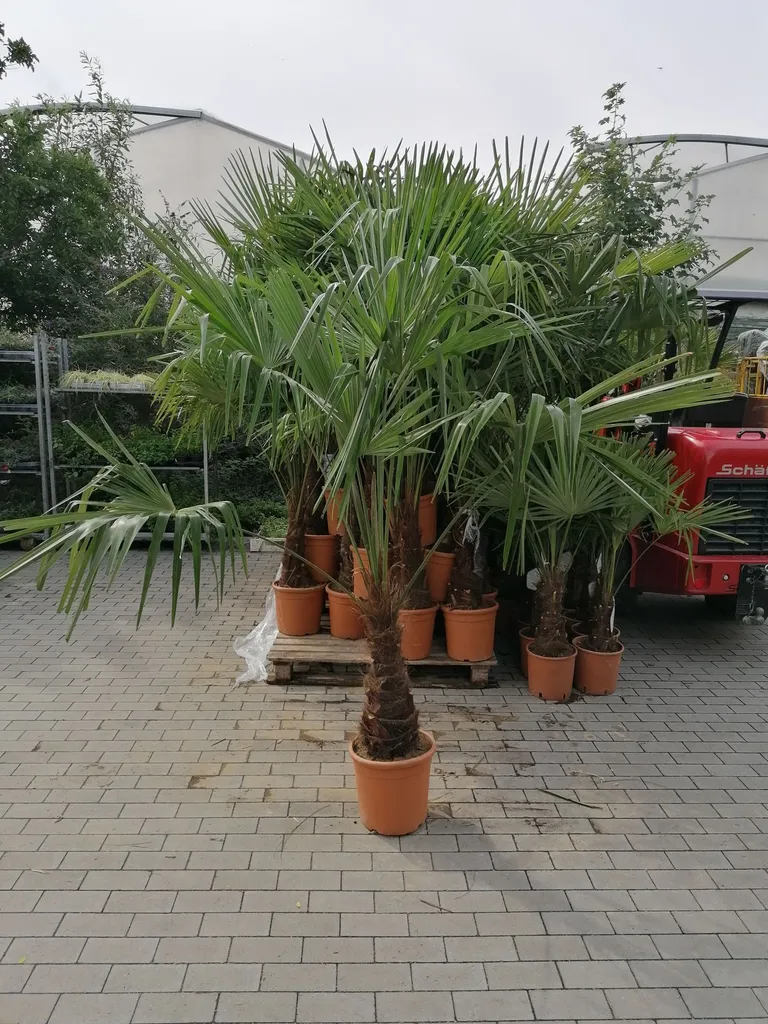 Trachycarpus fortunei 160-180cm grand palmier de Chine résistant au gel